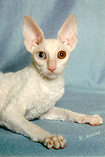 10_Rexotic The White Wizard